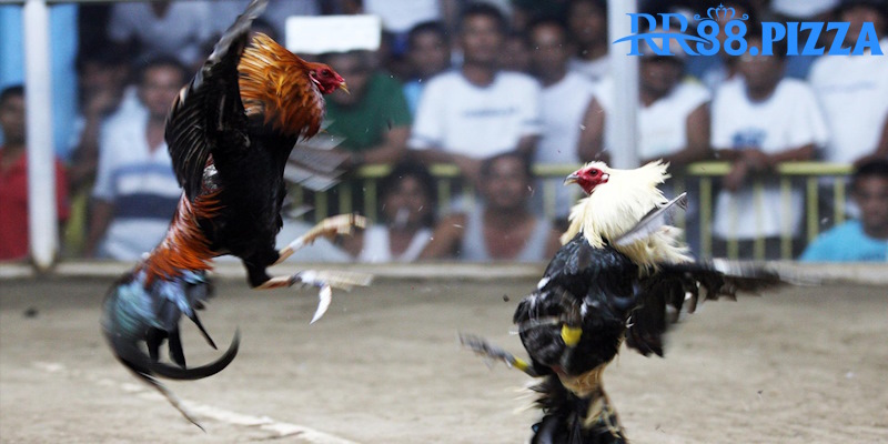 Chọn chiến kê thắng qua hình thể