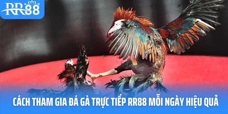 Cách tham gia đá gà trực tiếp RR88 mỗi ngày hiệu quả